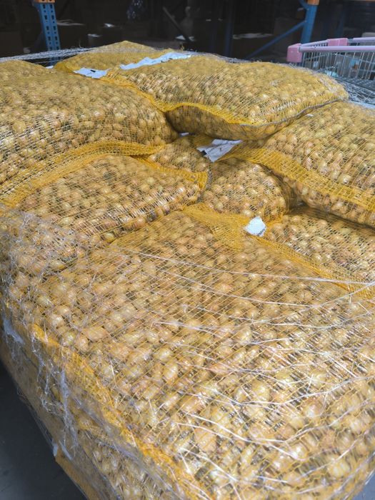 Cebula dymka krajowa zimowa Senshyu yellow drobna 8-21 mm 10 kg