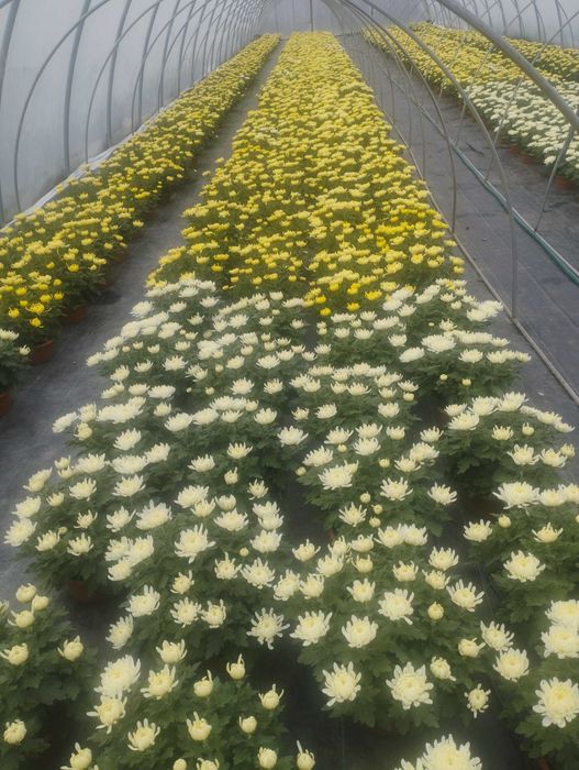 Chryzantemy Wielkokwiatowe