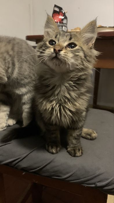 Віддам котика в добрі руки