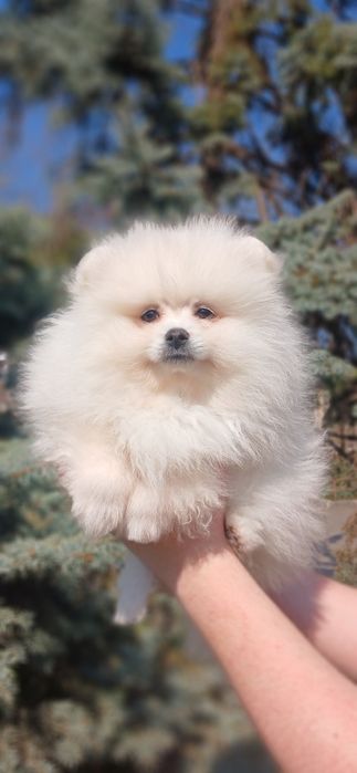 Белая девочка MINI шпиц !