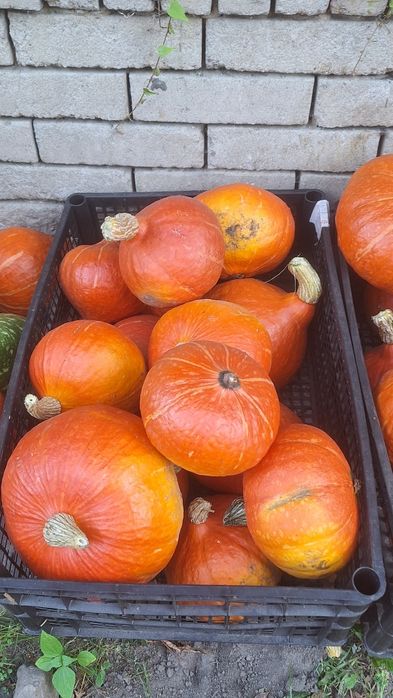 Dynie  rozne rodzaje