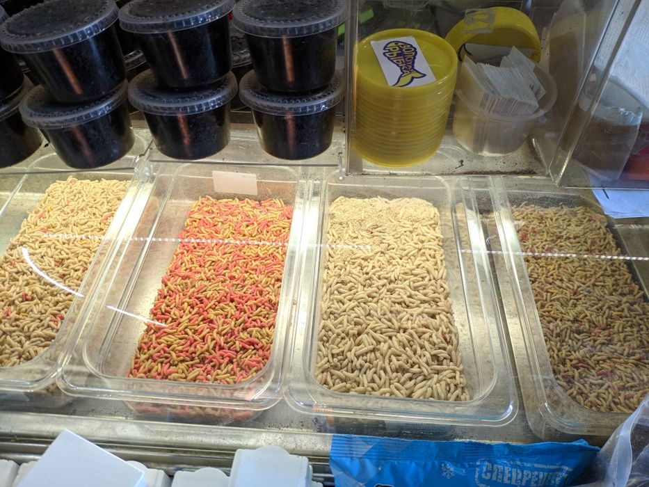 Опарыш длительного хранения, мотыль, пинка, червь