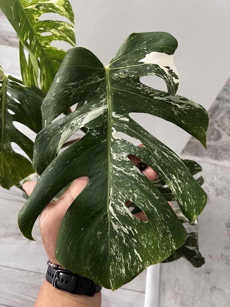 1 lisc szczytowy Monstera variegata albo moon half szczyt