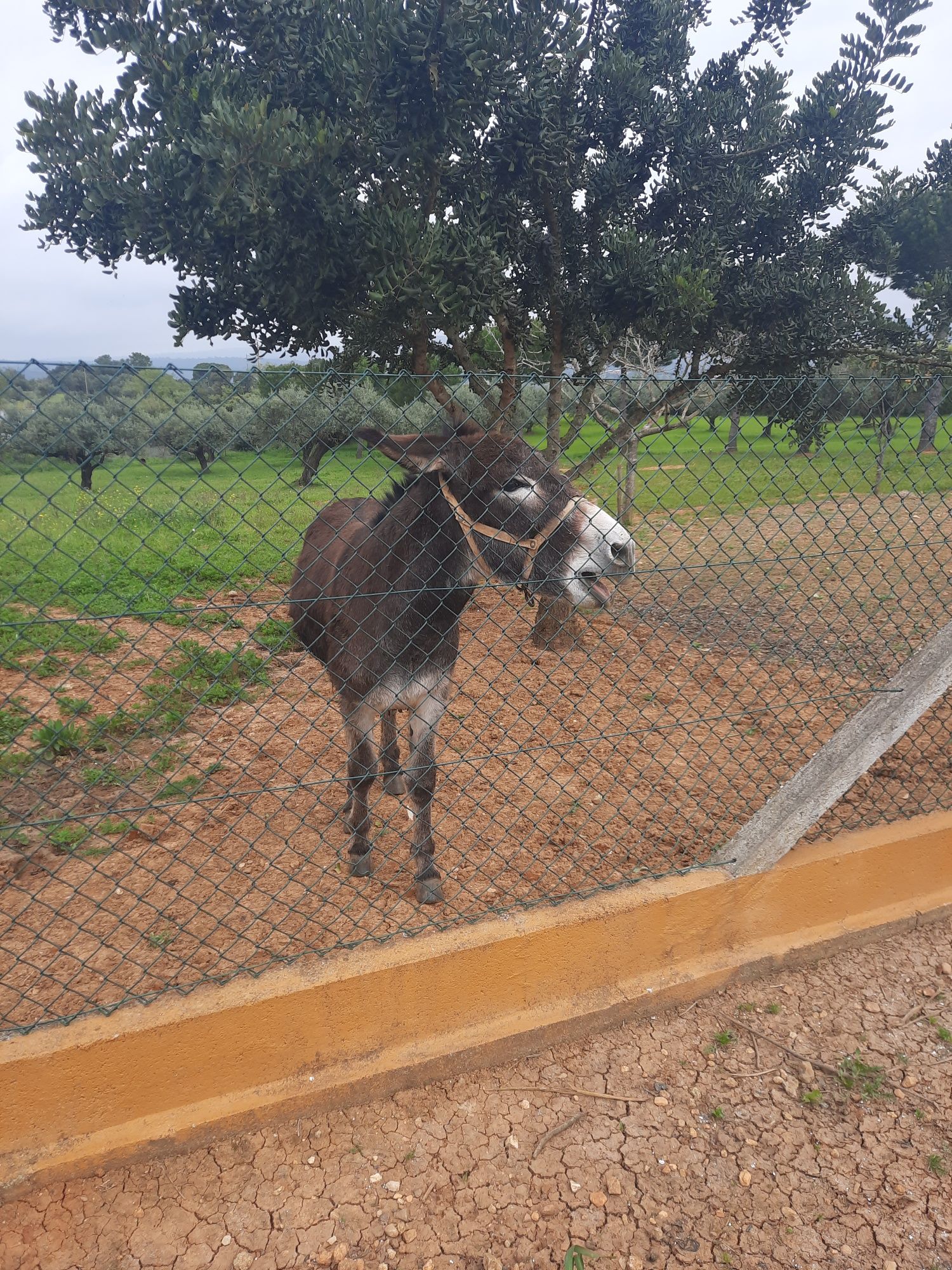 Burro com 2 anos