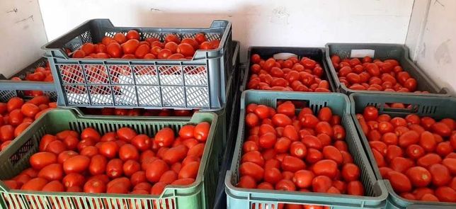 Pomidor Lima prosto z pola