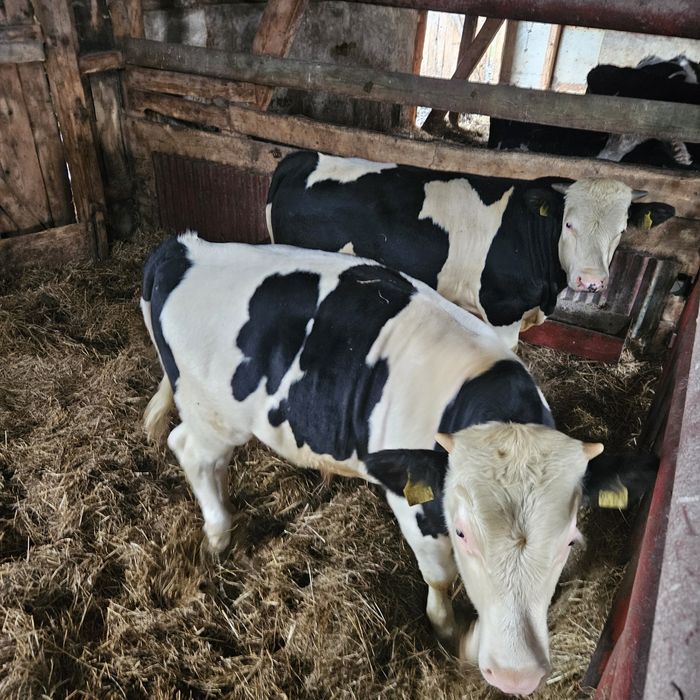 Sprzedam dwa byczki odsadki rozpłodnik