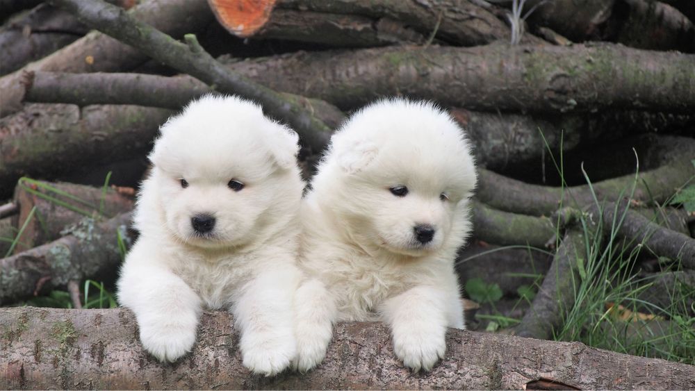 Samoyed, samojed, szczeniak, FCI, ZKwP, Krakow
