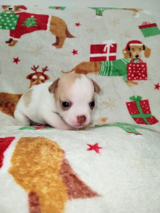 Bebe Chihuahua macho