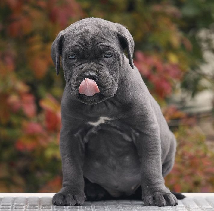 Щеночки Cane corso Italiano
