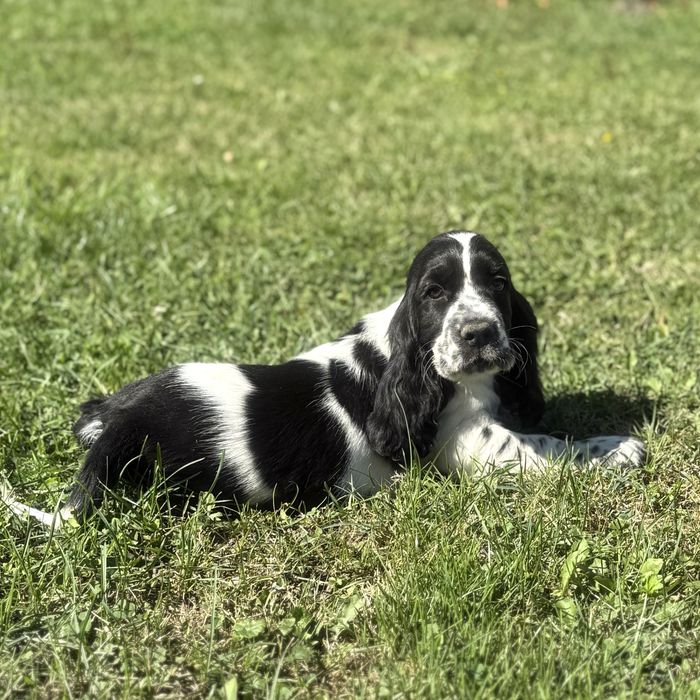 Piesek cocker spaniel angielski szczenię