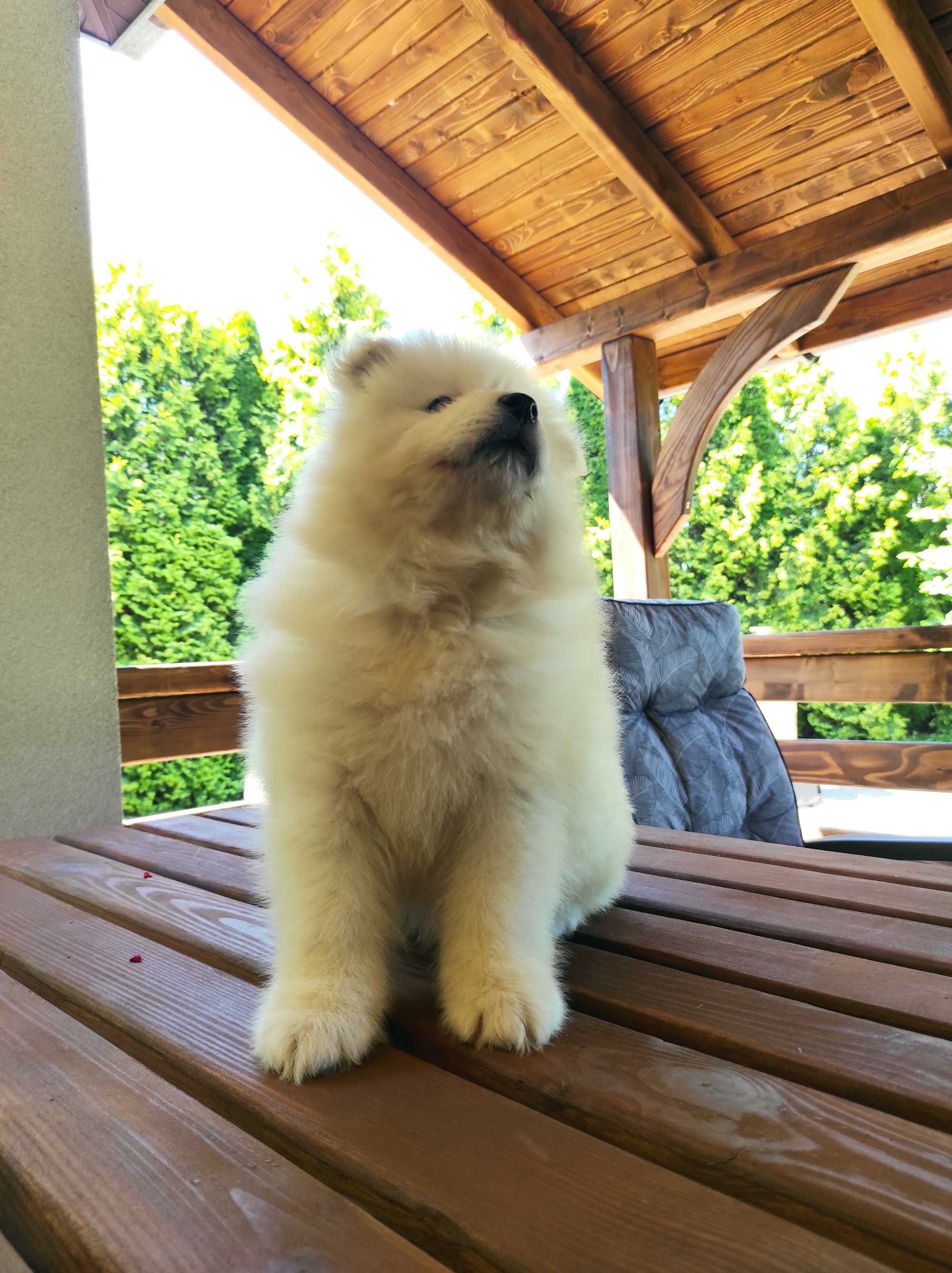 S A M O J E D, Samoyed