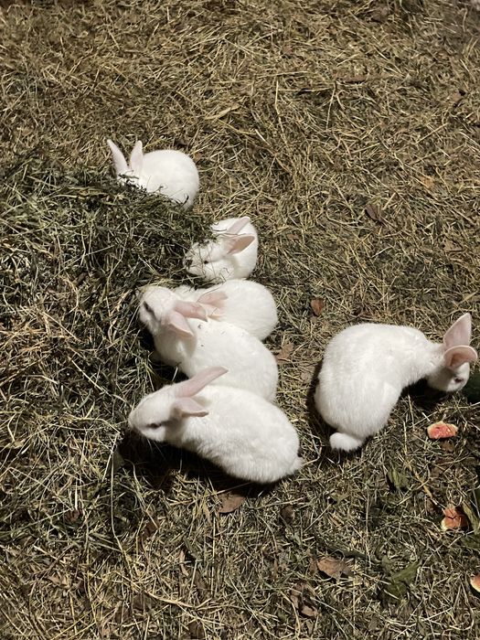 Продаються молоді кролики породи Термон