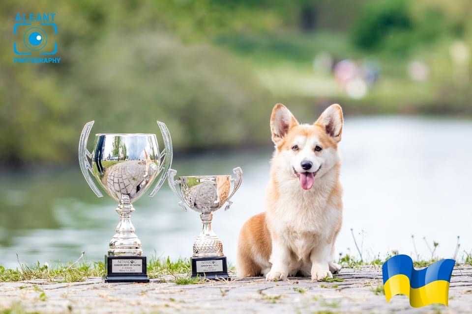 Пропонуємо хлопчика Вельш Коргі Пемброк