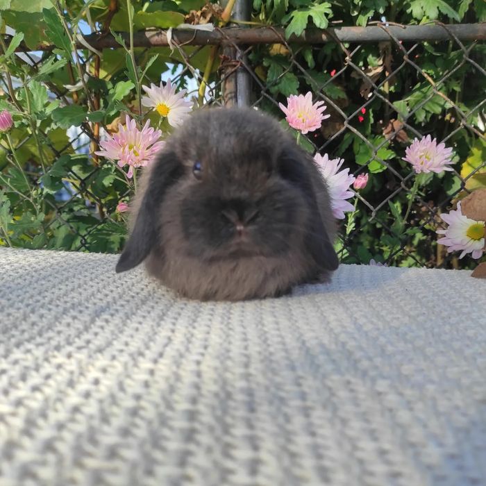 Хлопчик карликовий з розплідника.NHD