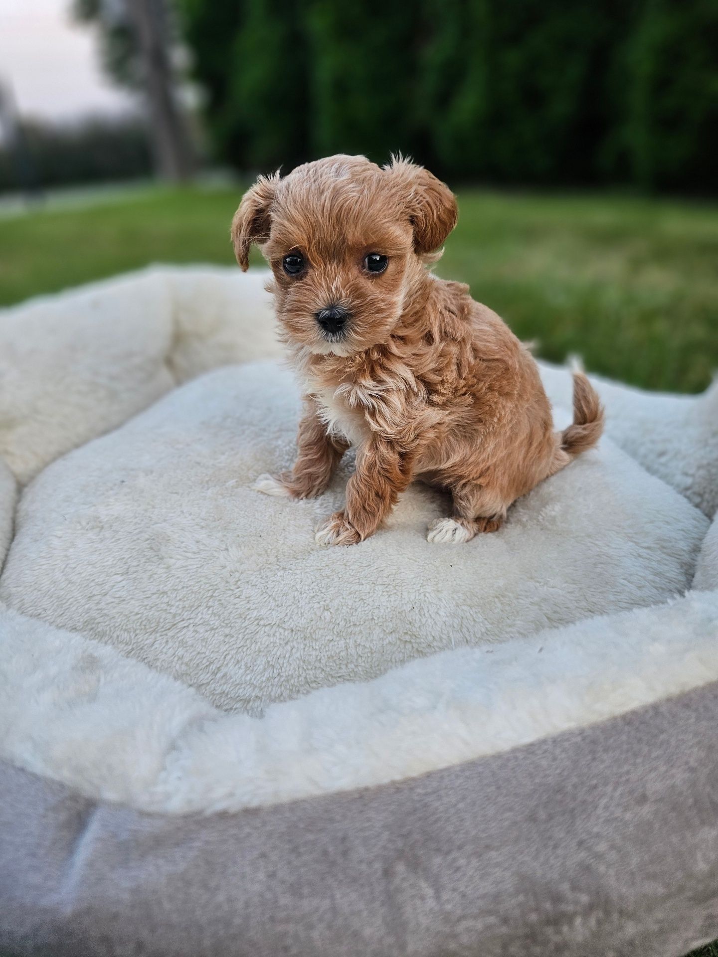 Bardzo Ciemna Dziewczynka Maltipoo Miniaturka