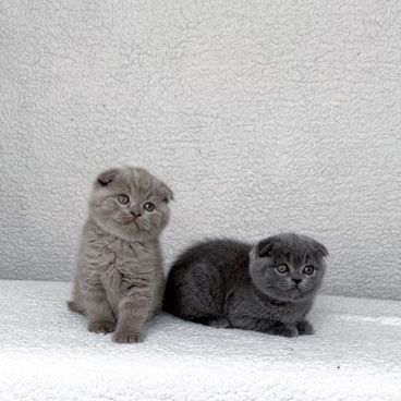 Висловухі сірі