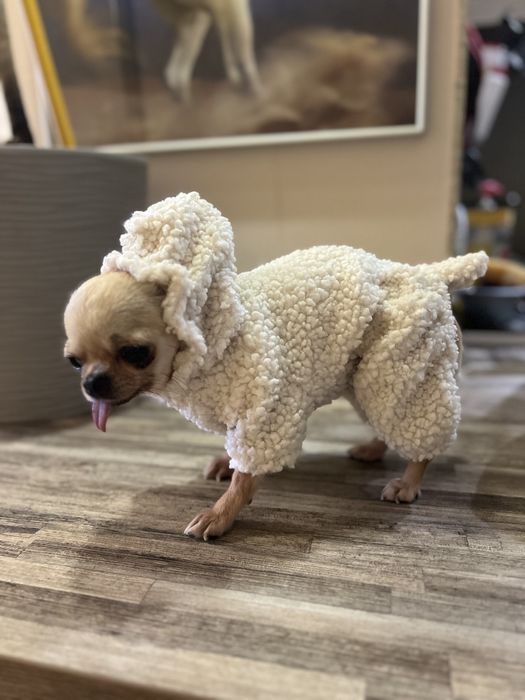 Одяг для маленьких собак