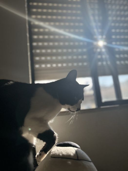 Cuidadora de gato