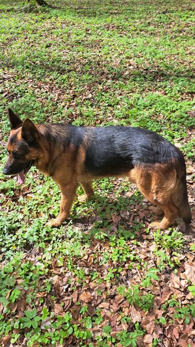 Німецька вівчарка