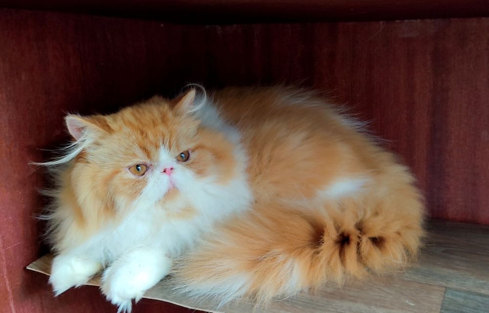 Вогняний персидський котик!