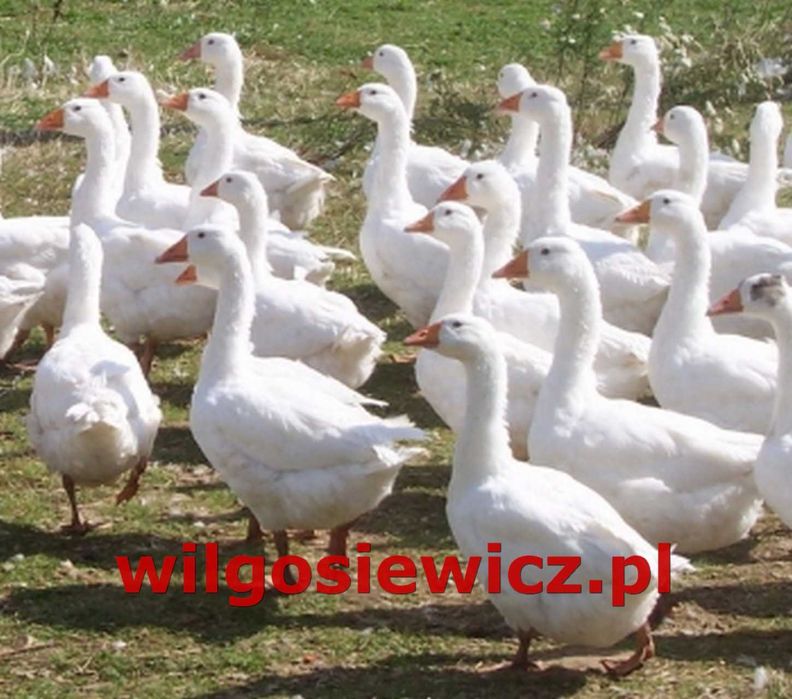 Gęsi na wagę kołudzka, landes, kubańska