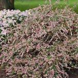 aster lateriflorus bocznolistny