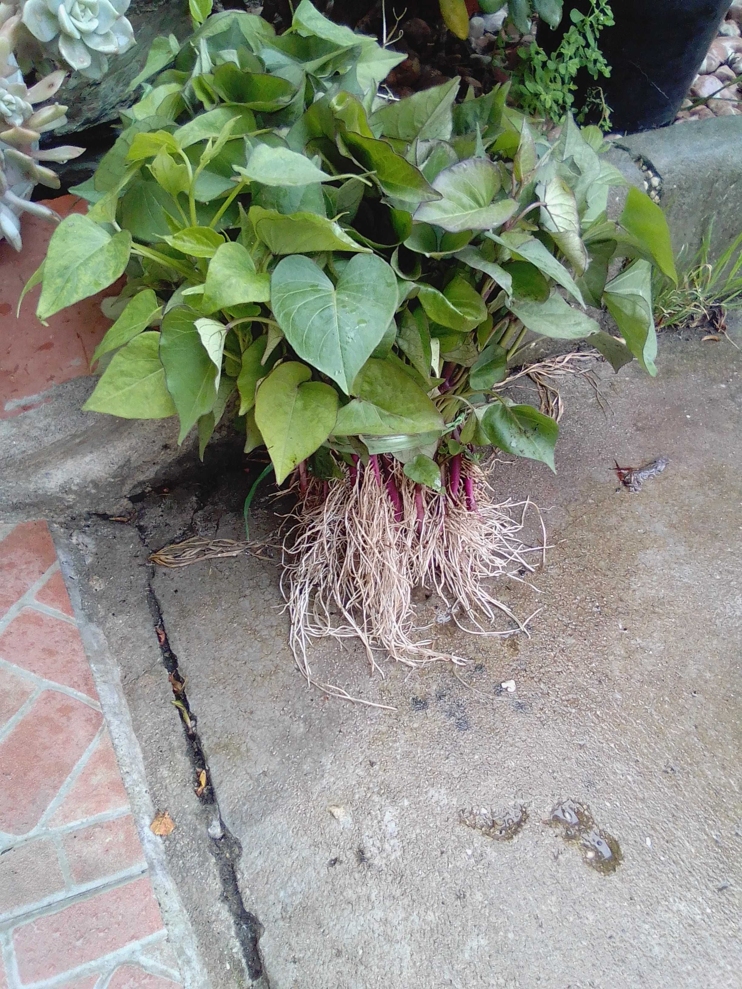 planta batata doce com raiz , normal lira,  laranja ,e roxa.