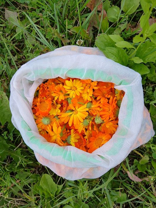 Календула нагідки свіжа сушена розсада