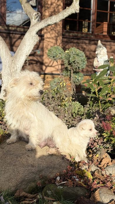 Собачки дворові ~виростуть маленькі 15 см