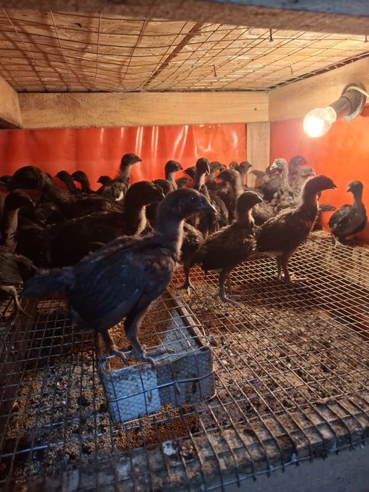 Продам чёрный кури