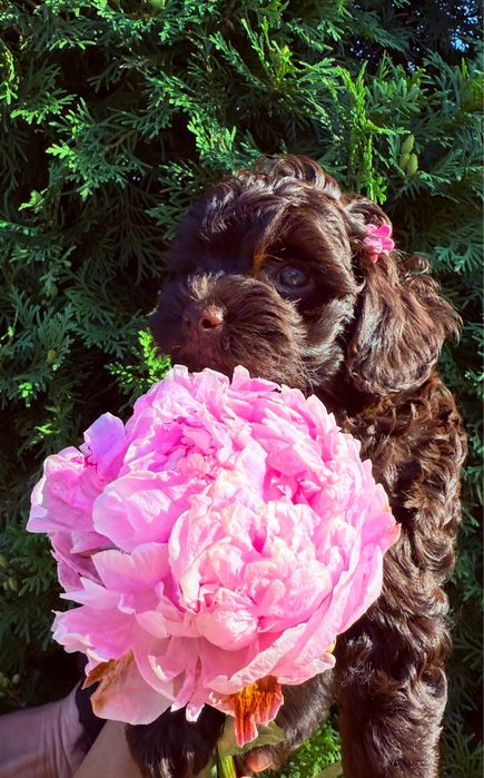 Мальтіпу, мальтипу, пудель, шпіц