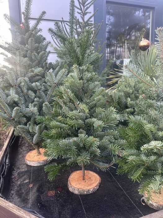 Sprzedaż choinek cietych, doniczkowych, na malym pniu!