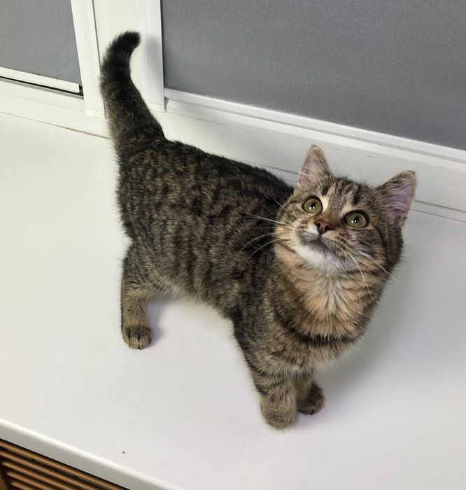 Красивая полосатая девочка-котёночек Мими, возраст около 3.5–4 месяцев