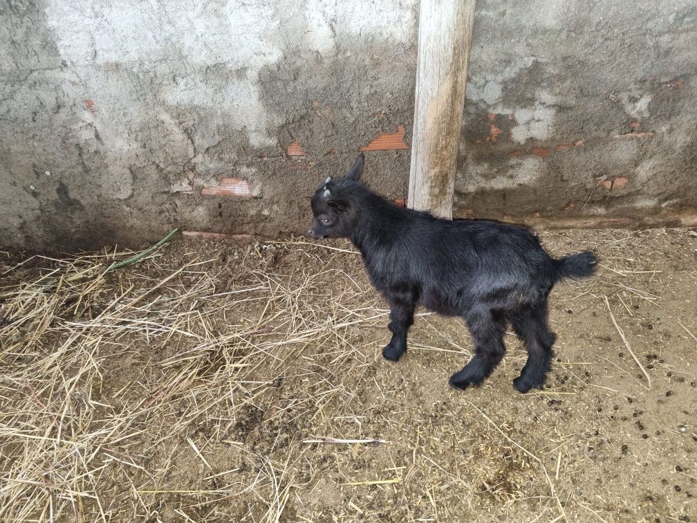 Cabra anã macho bebé puro montez
