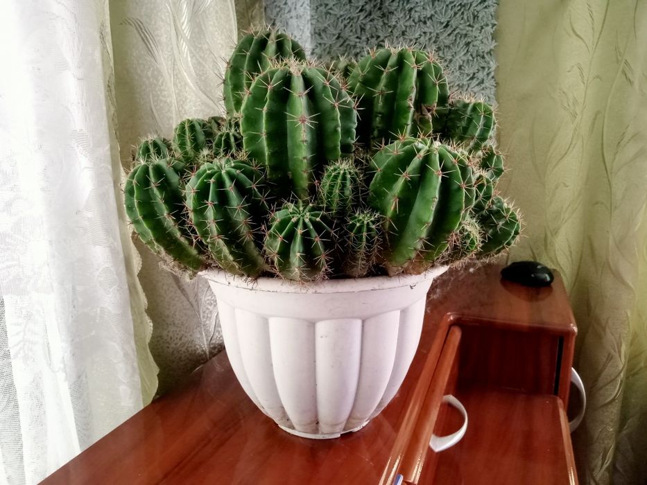Кактуси великий горщик