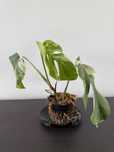 Monstera variegata 24cm