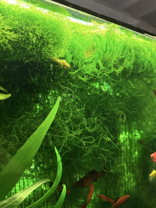 Мох яванський Vesicularia dubayana