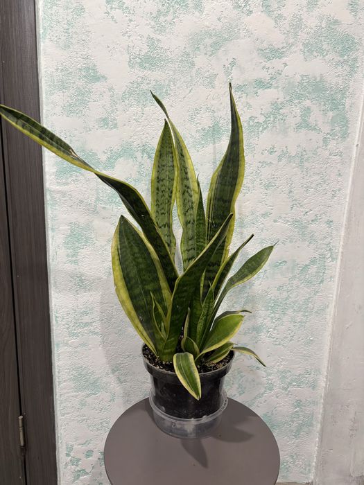 Продам сансевієрію різних сортів