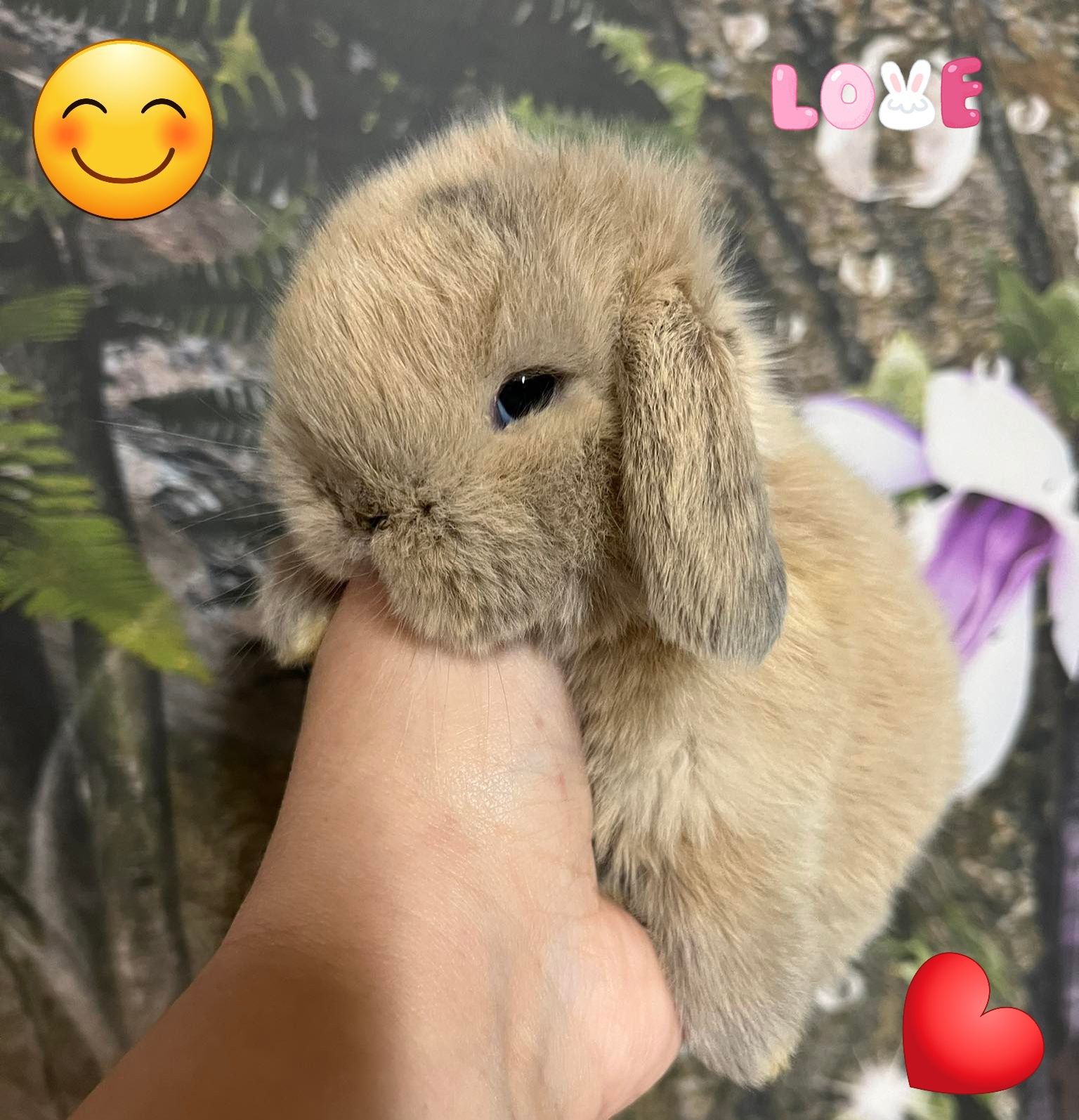 Kroliczki mini lop miniaturka hodowla zarejestrowana