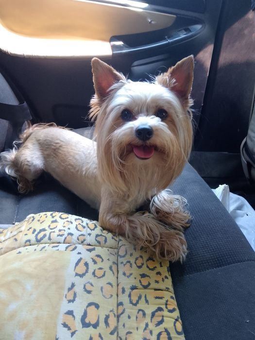 Хлопчик Йорк чекає наречену.