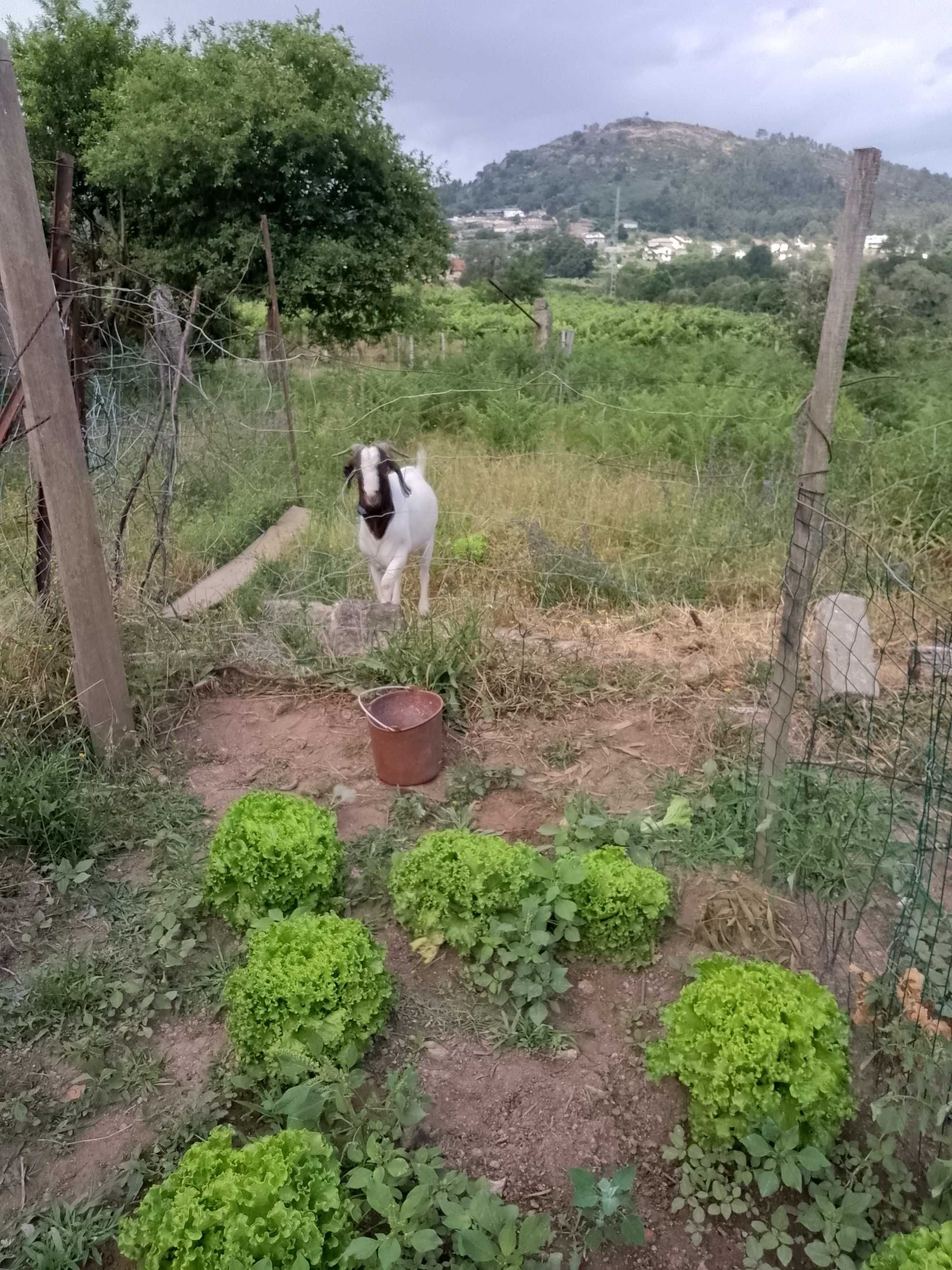 Cabrito Raça  Boer