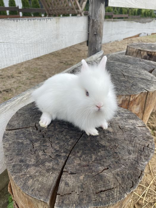 Śliczne Króliki   Miniaturki Teddy