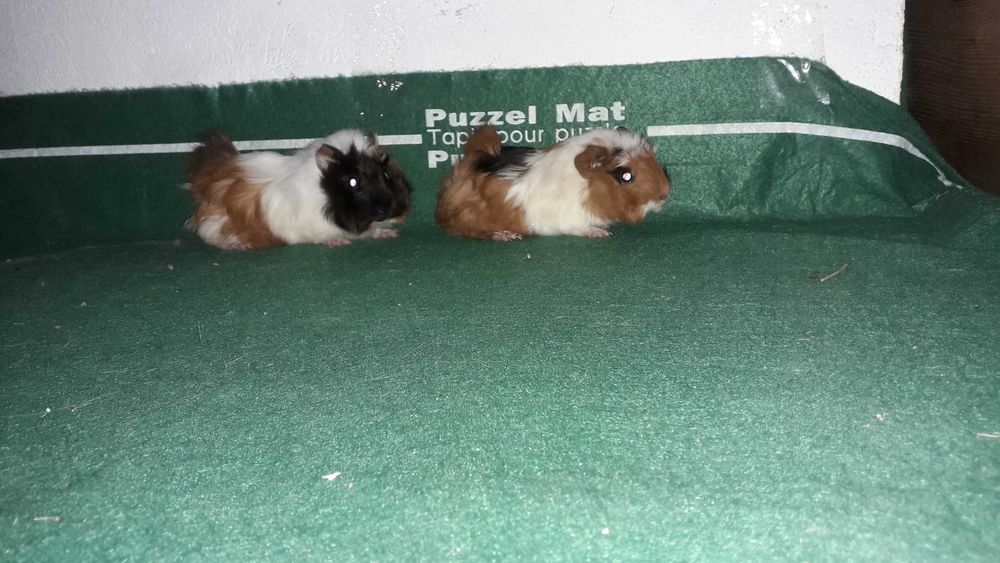 Морські свинки, свинки морські.