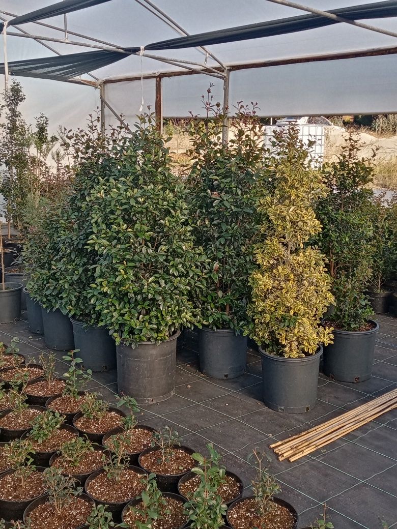 Eugenias Myrtifolia