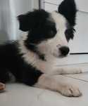 Border Collie- wspaniała radosna Sunia - chip, rodowód,  WKU,  PPK