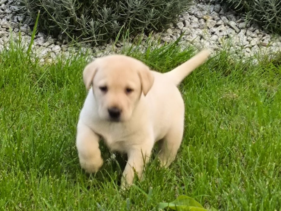 Sprzedam pieska  labradora