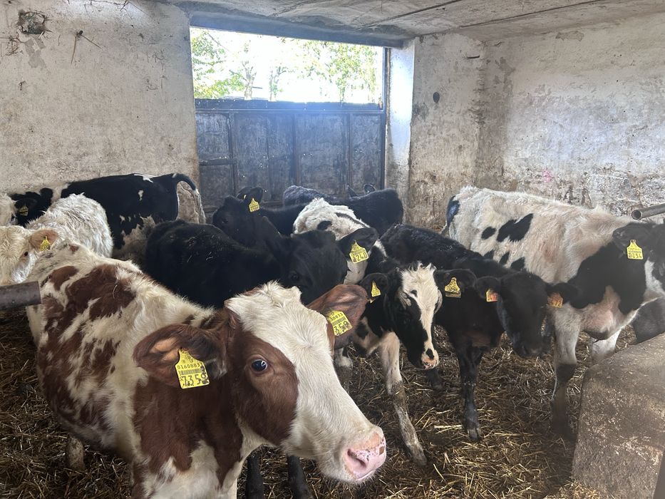 Byczki, jałówki, odsatki