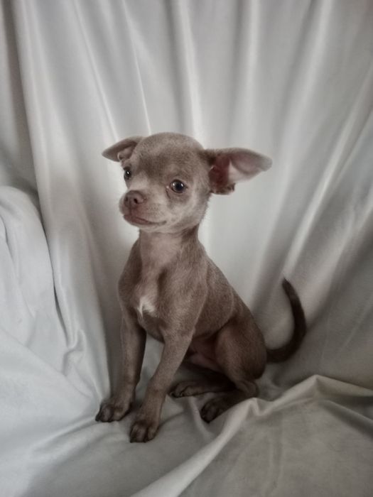 Liliowy chłopczyk chihuahua gotowy na zmianę domku