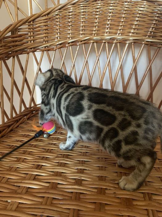 Яркая бенгальская кошечка