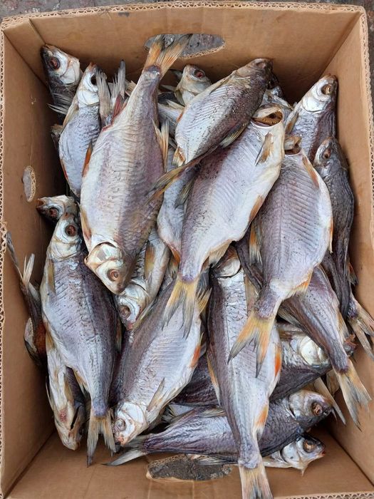 Тарань сушена з ікрою. Лящь Судак Окунь верховодка